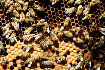 Массовую гибель пчел в России захотели компенсировать