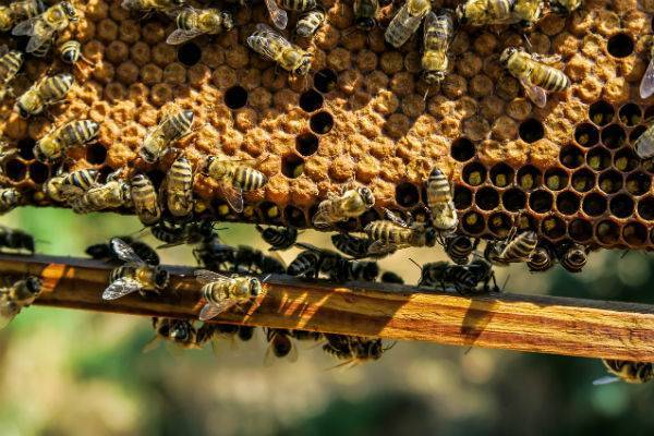 Минсельхоз: Массовая гибель пчел не приведет к неурожаю в России