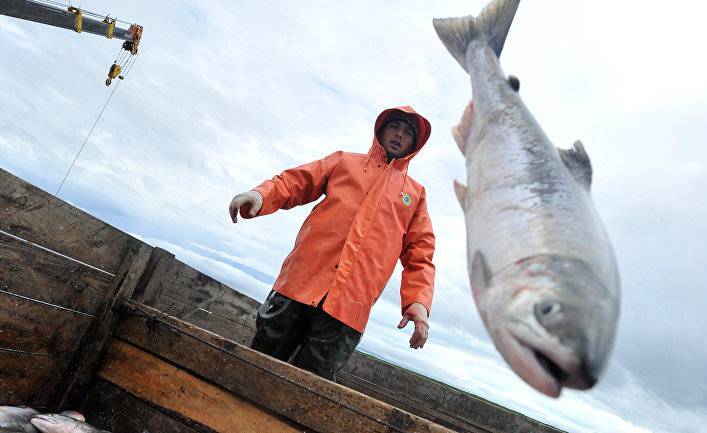 Убивайте их: «русские лососи» вторглись в Норвегию (Dagbladet, Норвегия)