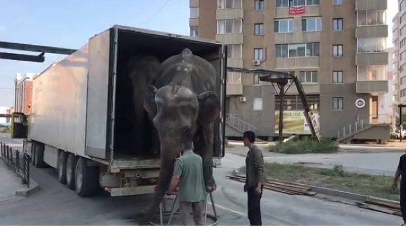 Увидев гастролирующих слонов, жители Якутска потребовали запретить цирки