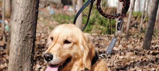 В Тюмени спасатели вытащили из болота собаку, которая зацепилась поводком за ветку