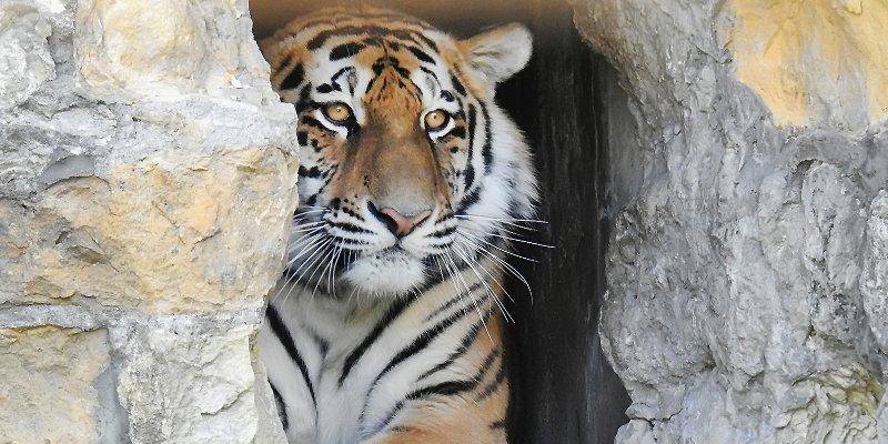 Амурского тигра в Московском зоопарке порадуют игрушками и лакомствами