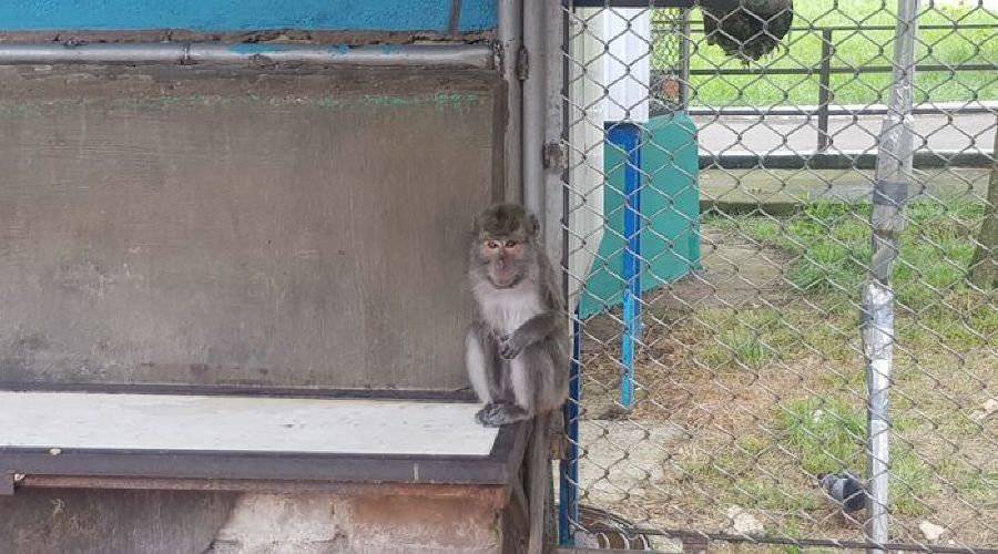 Российские ученые ради опытов усыпили 150 обезьян