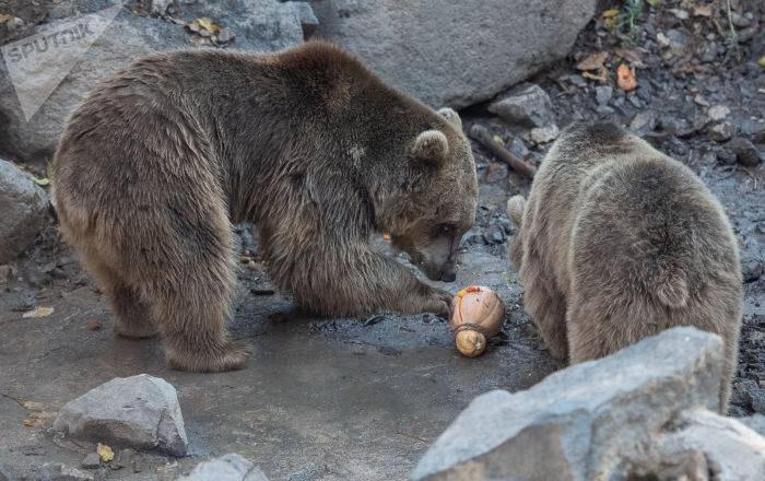 Фонд охраны дикой природы резко осудил инцидент с преследованием медведей в Армении