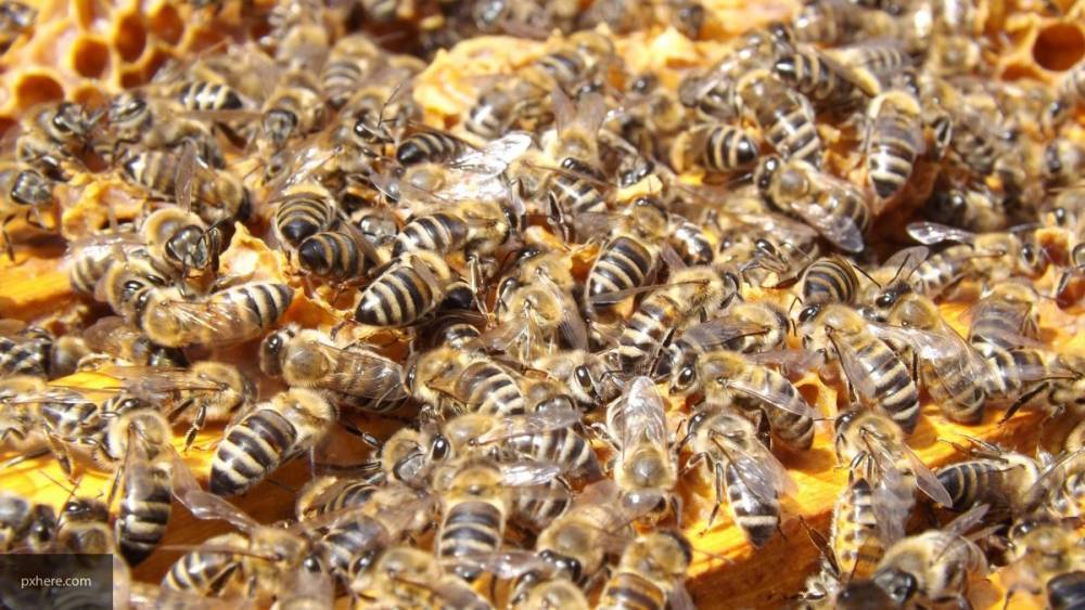 Возбуждено первое в РФ уголовное дело по факту массовой гибели пчел