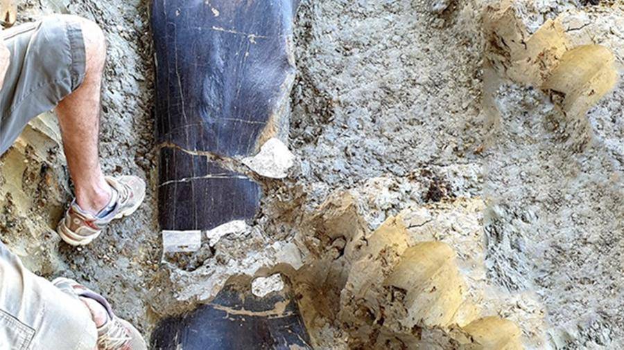 Двухметровую кость динозавра обнаружили во французской Шаранте