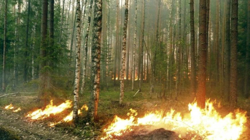 Лесные пожары приведут к рекордным выбросам углекислого газа