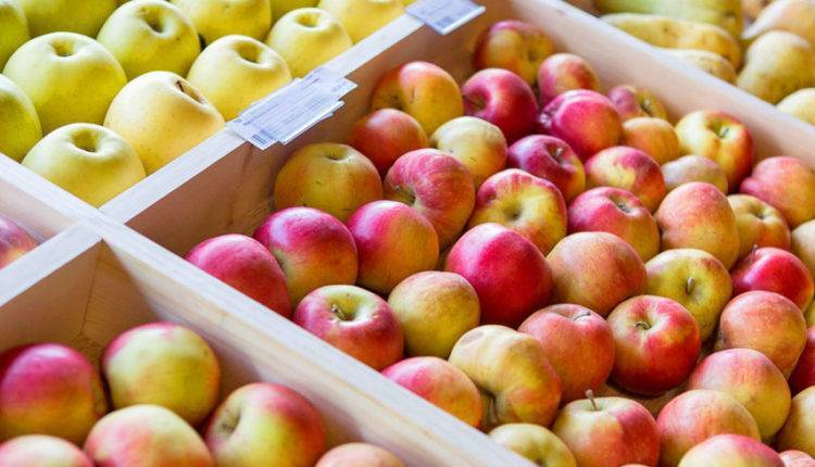 Молдова планирует расширить поставки яблок в Россию