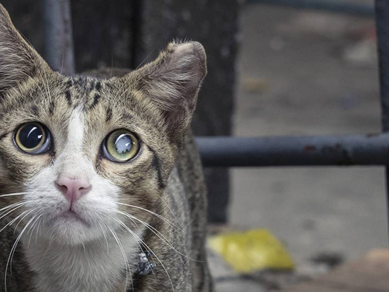 На севере Москвы произошло массовое отравление котов