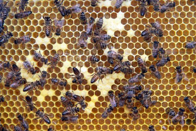 Массовую гибель пчел могло вызвать применение фермерами китайских химикатов