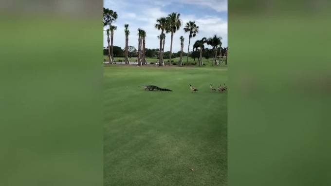 Видео: в США на турнире по гольфу появился аллигатор