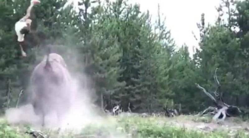 В Йеллоустонском парке бизон атаковал 9-летнюю девочку и подбросил ее в воздух на несколько метров (видео)