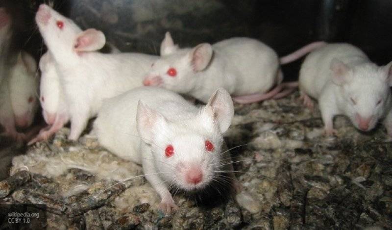 Ученые смогли "загрузить" в мозг мыши зрительные образы