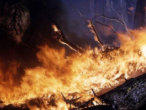 «Гринпис»: Лесные пожары охватили огромные территории потому, что их не тушили
