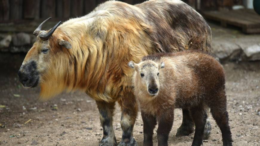 Русанна: в Московском зоопарке родился еще один детеныш сычуанского такина