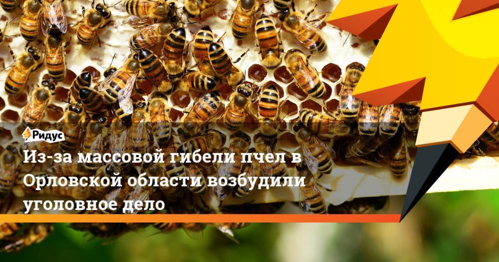 Из-за массовой гибели пчел в Орловской области возбудили уголовное дело. Ридус