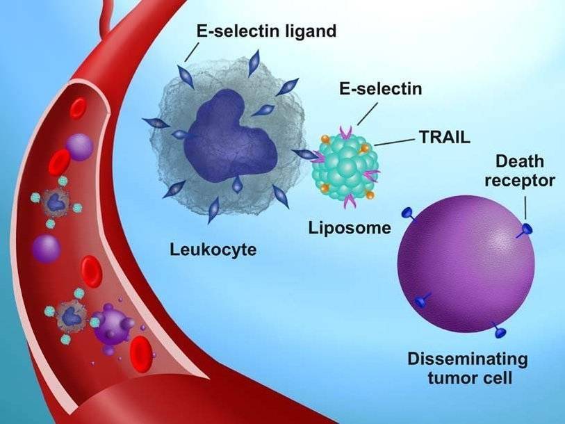 Получившие дополнительное оружие лейкоциты идут на охоту за раковыми клетками