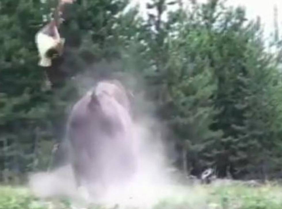 Видео, взорвавшее соцсети: бизон напал на 9-летнюю девочку в парке США