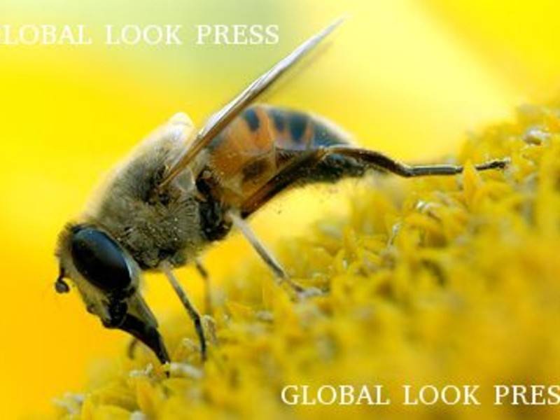 Следователи возбудили первое в РФ дело из-за массовой гибели пчёл