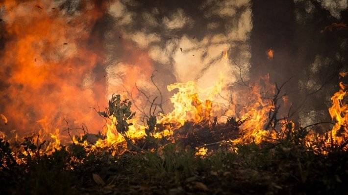 Сибиряки просят ввести в регионе режим ЧС из-за лесных пожаров