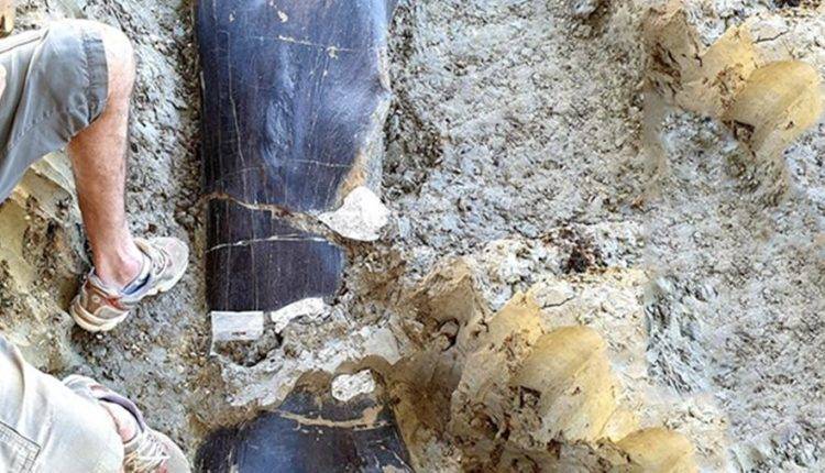 Двухметровую кость динозавра обнаружили во французской Шаранте