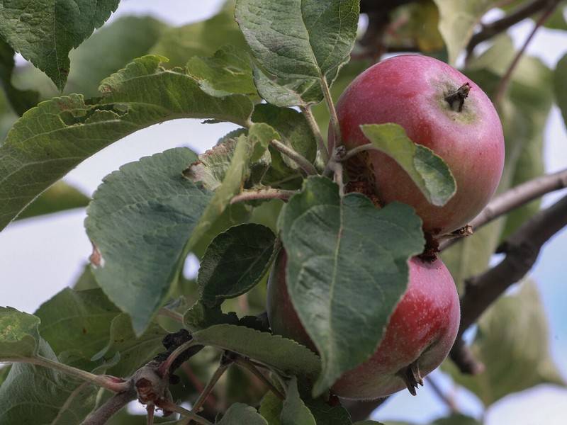 Россельхознадзор снимает ограничения на ввоз белорусских яблок