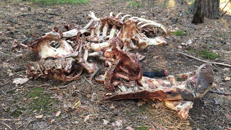 В лес под Рязанью выкинули кости животных – РИА «7 новостей»