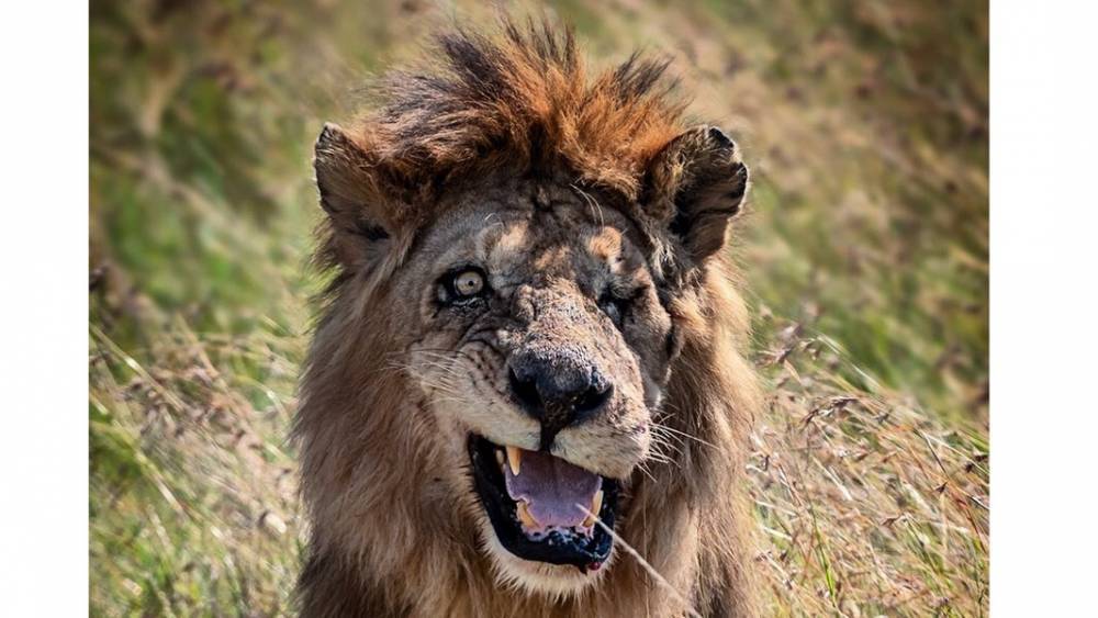 В Африке нашли двойника Шрама из "Короля льва"