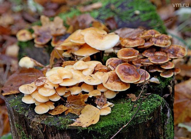 Названы самые популярные места для сбора грибов под Москвой