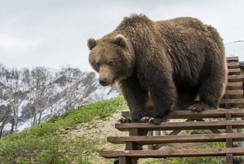 На Камчатке медведь сломал забор, чтобы попасть на территорию аэропорта (Видео)