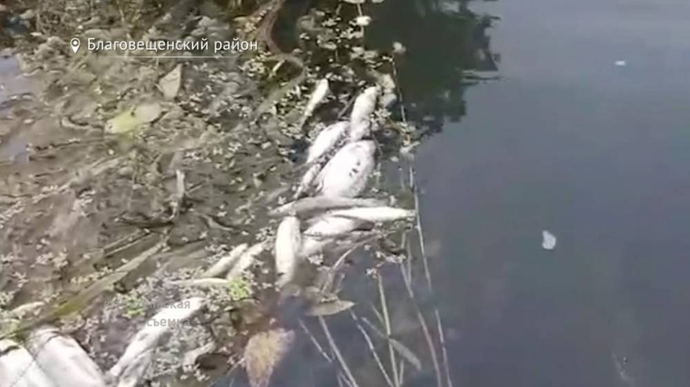 В Башкирии еще в одном водоеме начала гибнуть рыба