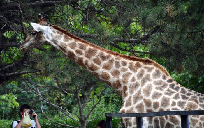 Родео в зоопарке: горе-ковбой попытался оседлать жирафа - видео
