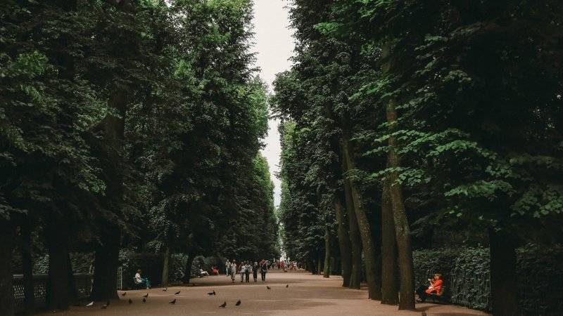Количество деревьев в Петербурге увеличится на треть к 2020 году