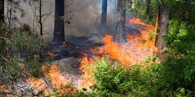 В Орловской области не зафиксировано ни одного лесного пожара