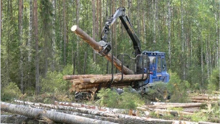 За полгода в бюджет региона поступило более 1,4 млрд рублей от лесного комплекса
