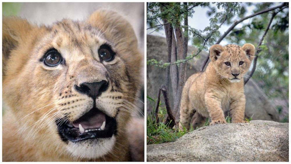 С кого рисовали нового "Короля льва": 15 фото маленького Симбы из зоопарка