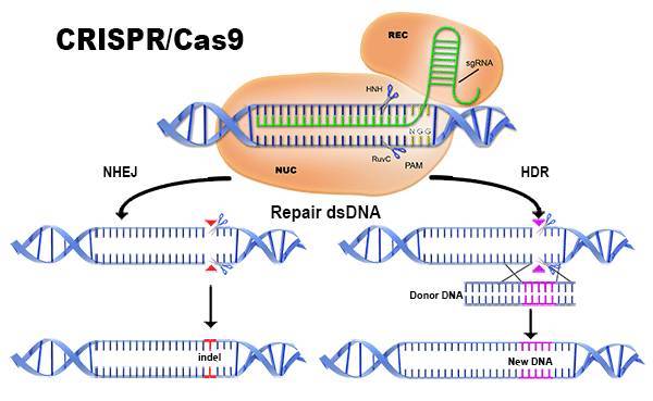 Генетическая технология CRISPR дает уникальные результаты по передаче генов