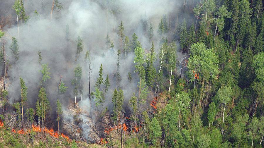 Красноярский губернатор поведал о вреде тушения лесных пожаров
