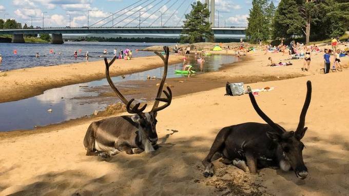В Лапландии северные олени вышли на пляж из-за жары