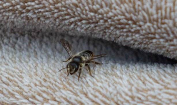 Семья случайно привезла в Великобританию пчелу из Турции