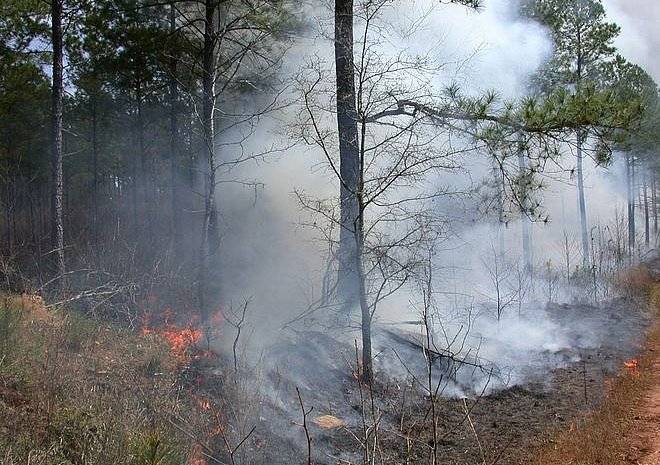 В трех регионах Сибири ввели режим ЧС из-за лесных пожаров
