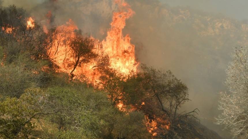 Видео: Почему тушить лесные пожары вредно и бессмысленно