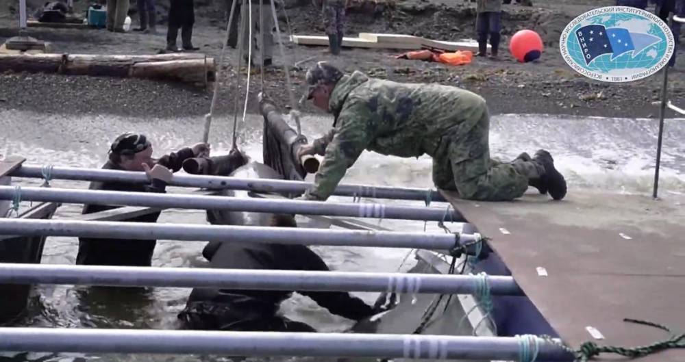 В Сети появилось видео выпуска первых белух из "китовой тюрьмы"