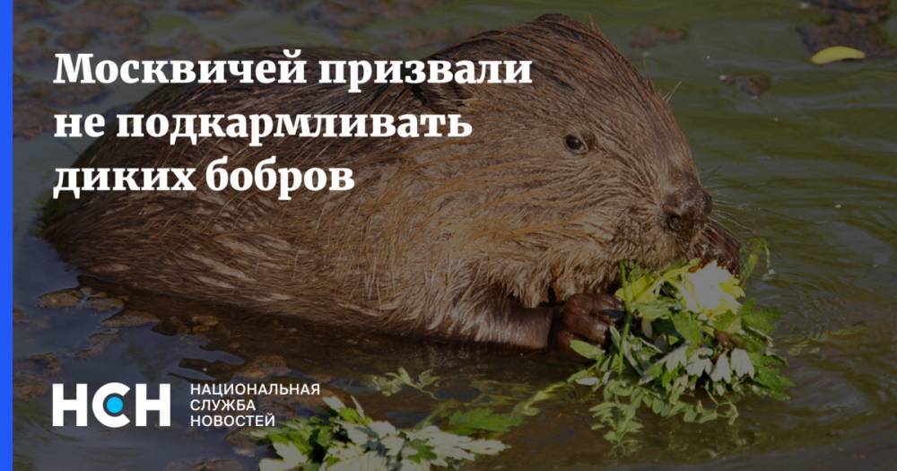 Москвичей призвали не подкармливать диких бобров