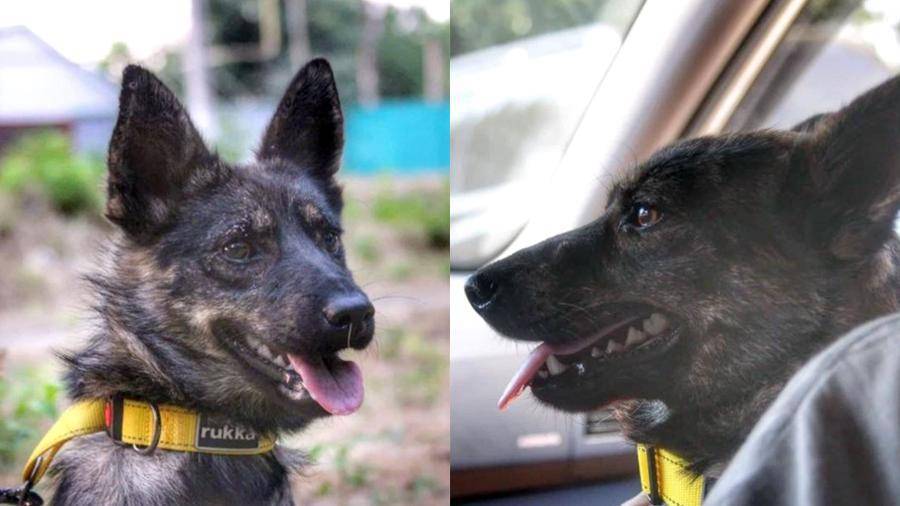 Собаку арестованных украинских моряков вернули на родину