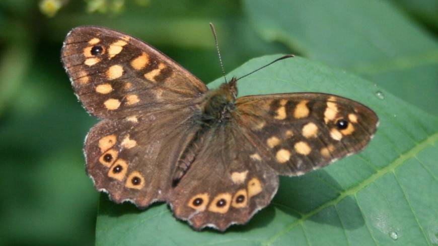 В Москве поселились восемь видов редких бабочек