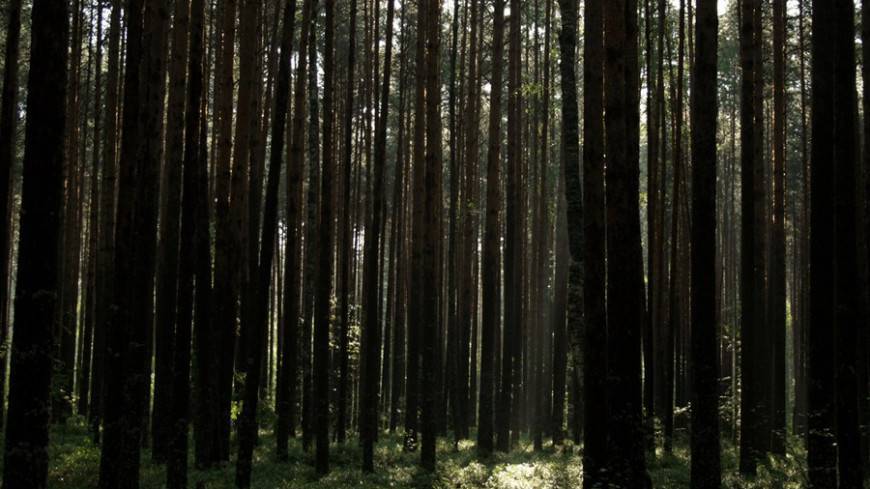Волшебный лес: как высокие деревья спасают от депрессии