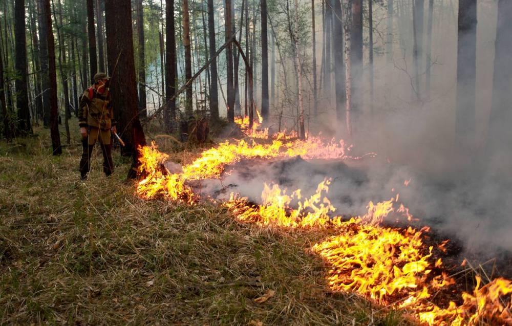 В двух регионах Сибири ввели режим чрезвычайной ситуации в лесах из-за пожаров