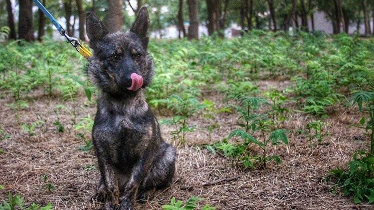 На Украину вернули пса, участвовавшего в провокации ВМСУ в Керченском проливе