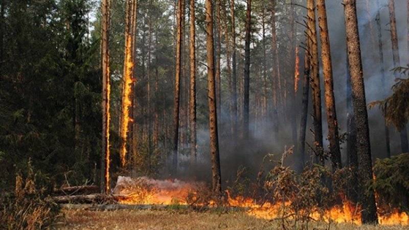 Депутата Бурматова насторожили слова губернатора Усса о вреде борьбы с лесными пожарами